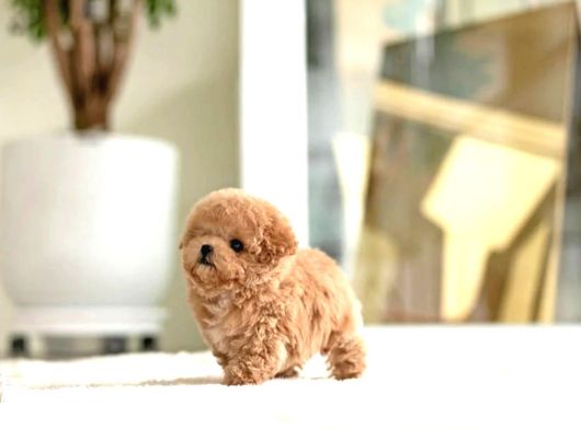 Kore Mükemmel Yavrusu Toy Poodle görsel
