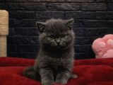 Pamuk Gi̇bi̇ Olan Bri̇tti̇sh Shorthai̇r Kedi̇leri̇mi̇z
