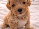 Dişi be erkek Maltipo yavrularımız Yeni yuvalarını arıyorlar