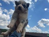 Kendini Özel Hissetme İsteyenlere Merle Husky