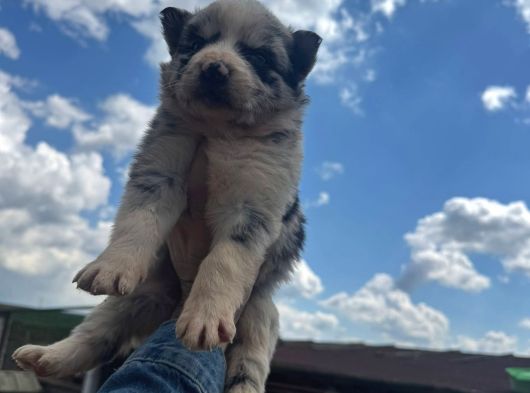 Kendini Özel Hissetme İsteyenlere Merle Husky görsel