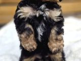 Phantom Renk Toy Poodle Bebekler