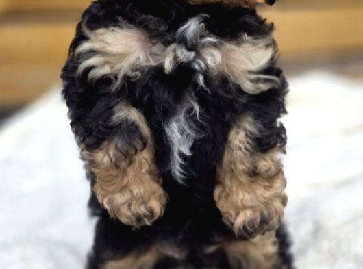 Phantom Renk Toy Poodle Bebekler görsel