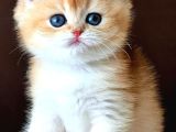 Evinizin Yeni Bebeği Golden British Shorthair