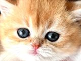 Evinizin Yeni Bebeği Golden British Shorthair