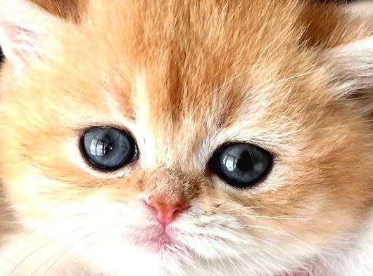 Evinizin Yeni Bebeği Golden British Shorthair görsel