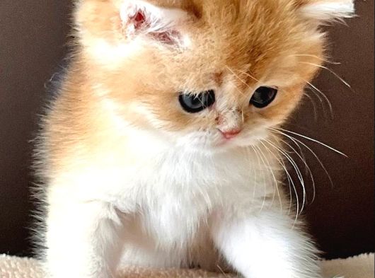 Evinizin Yeni Bebeği Golden British Shorthair görsel