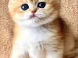 Evinizin Yeni Bebeği Golden British Shorthair