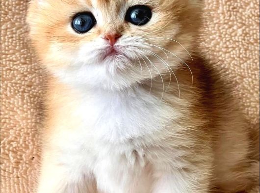 Evinizin Yeni Bebeği Golden British Shorthair görsel