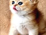 Evinizin Yeni Bebeği Golden British Shorthair