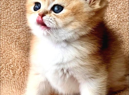 Evinizin Yeni Bebeği Golden British Shorthair görsel