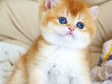 Asil Ve Özel Golden British Shorthair