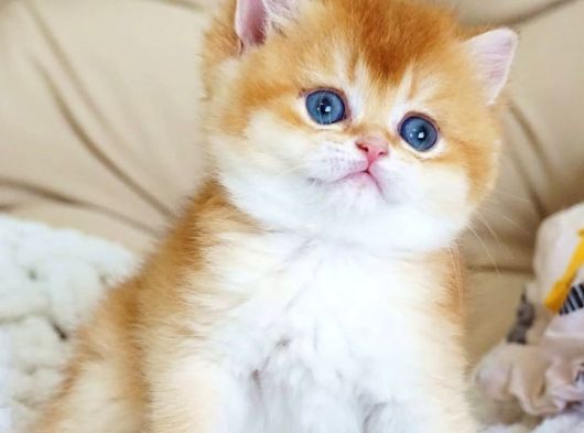 Asil Ve Özel Golden British Shorthair görsel