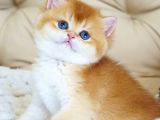 Asil ve Özel Golden British Shorthair