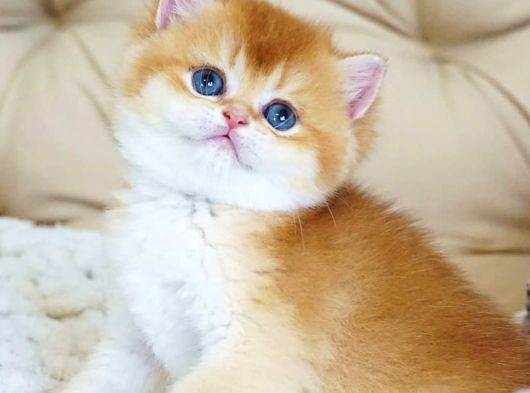 Asil ve Özel Golden British Shorthair