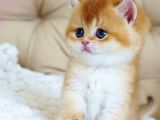 Asil Ve Özel Golden British Shorthair