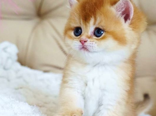 Asil Ve Özel Golden British Shorthair görsel