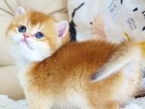 Asil Ve Özel Golden British Shorthair