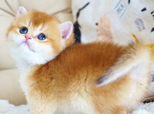 Asil Ve Özel Golden British Shorthair görsel
