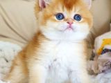 Asil Ve Özel Golden British Shorthair