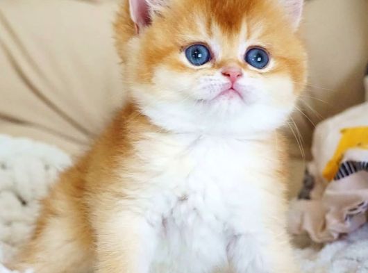 Asil Ve Özel Golden British Shorthair görsel