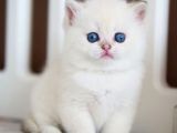 Masum Bakışlı Minik Silver British Shorthair