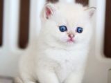 Masum Bakışlı Minik Silver British Shorthair