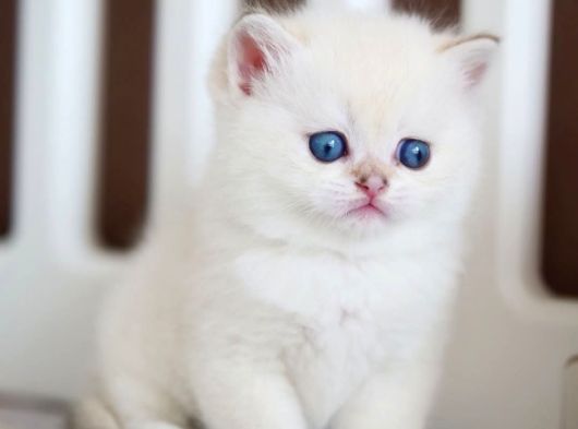 Masum Bakışlı Minik Silver British Shorthair görsel