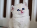 Masum Bakışlı Minik Silver British Shorthair