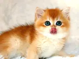 Mavi Gözleriyle Fark Yaratan Golden British Shorthair