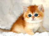 Mavi Gözleriyle Fark Yaratan Golden British Shorthair