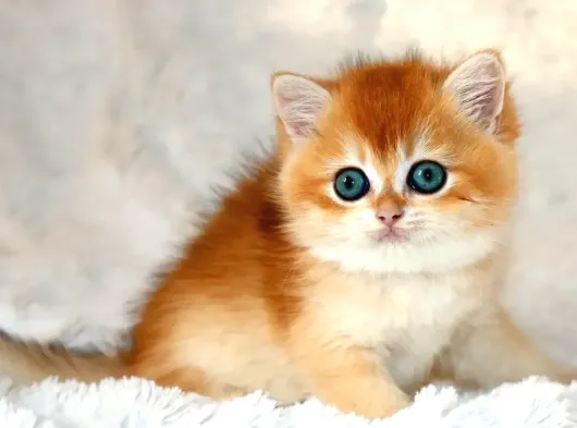 Mavi Gözleriyle Fark Yaratan Golden British Shorthair görsel