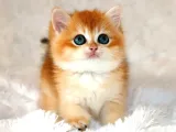 Mavi Gözleriyle Fark Yaratan Golden British Shorthair