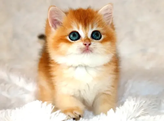 Mavi Gözleriyle Fark Yaratan Golden British Shorthair görsel