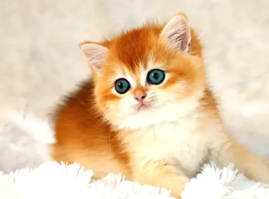 Mavi Gözleriyle Fark Yaratan Golden British Shorthair görsel
