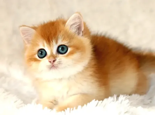 Mavi Gözleriyle Fark Yaratan Golden British Shorthair görsel