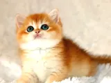 Mavi Gözleriyle Fark Yaratan Golden British Shorthair