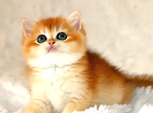 Mavi Gözleriyle Fark Yaratan Golden British Shorthair görsel
