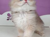 Yumuşacık Ay Golden British Longhair