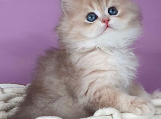 Yumuşacık Ay Golden British Longhair görsel