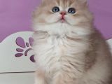 Yumuşacık Ay Golden British Longhair