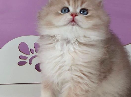 Yumuşacık Ay Golden British Longhair görsel