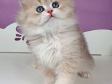 Yumuşacık Ay Golden British Longhair