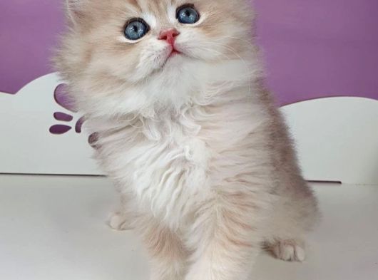 Yumuşacık Ay Golden British Longhair görsel