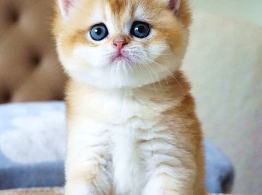 Mavi Gözlü Premium Golden British Shorthair görsel