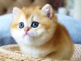 Mavi Gözlü Premium Golden British Shorthair