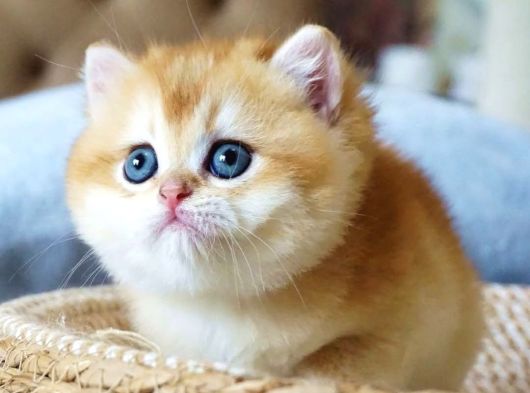 Mavi Gözlü Premium Golden British Shorthair