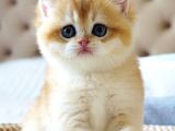 Mavi Gözlü Premium Golden British Shorthair