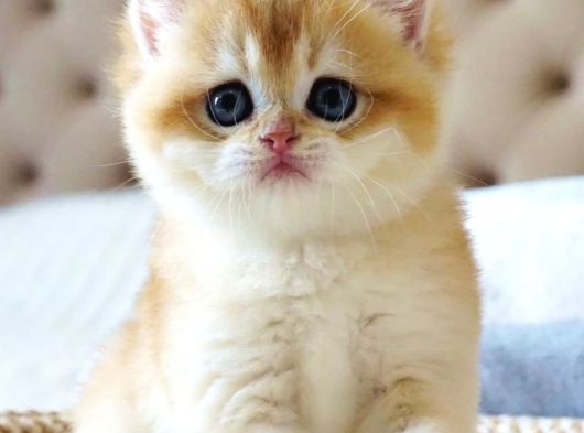 Mavi Gözlü Premium Golden British Shorthair görsel