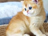 Mavi Gözlü Premium Golden British Shorthair